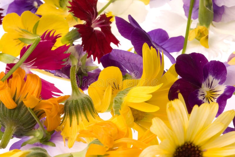 Edible Flowers stock image. Image of flowers, food, edible 8181079