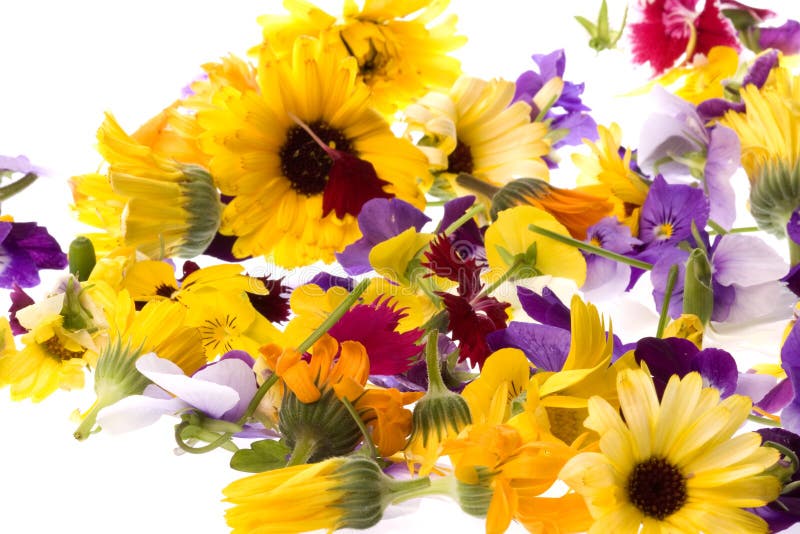 Edible Flowers Isolated stock image. Image of ingredients 6254623