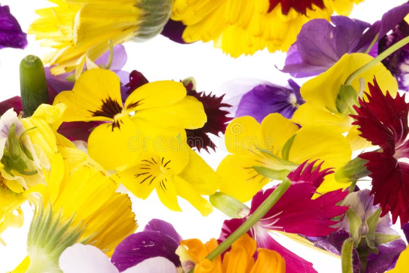 Edible mustard flowers stock photo. Image of crop, eating 36202002