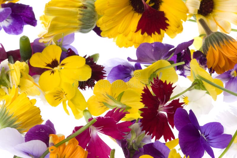 Edible Flowers stock image. Image of flowers, food, edible 8181079