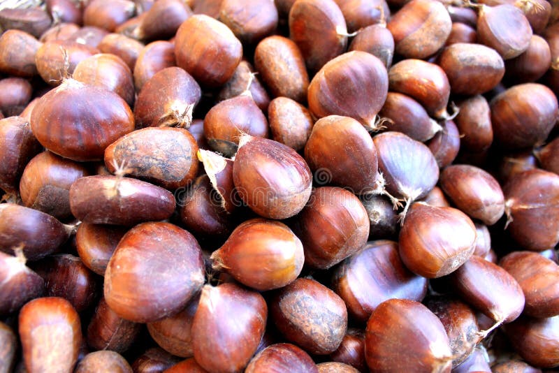 Edible fruit chestnut tree stock photo. Image of dish 91043654