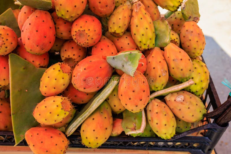 Edible Fruits of Cactus, Prickly Pear. Selective Focus, Background