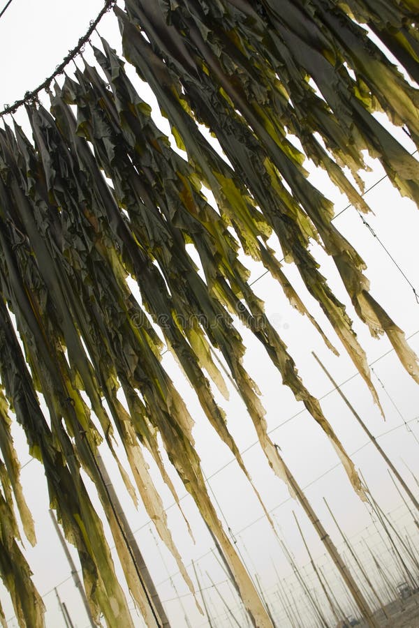 Edible kelp stock image. Image of agriculture, seafood 19866163