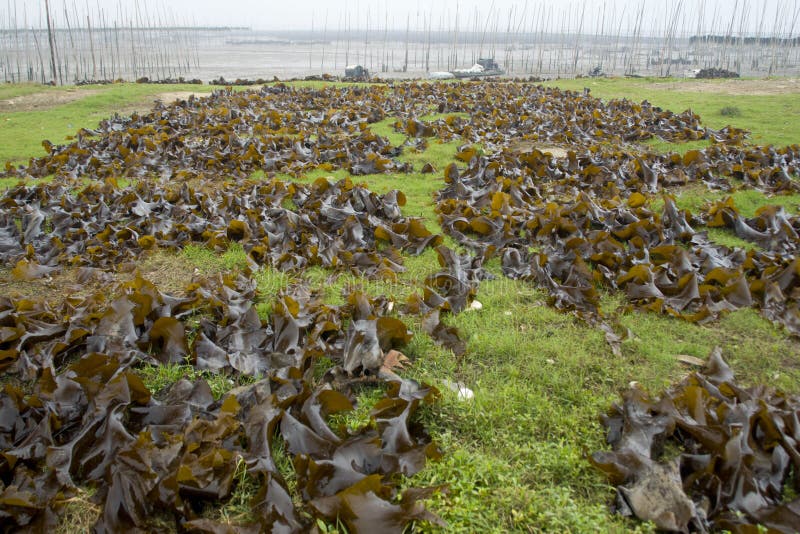 Edible kelp stock photo. Image of free, horizzontal, breeding 20039018