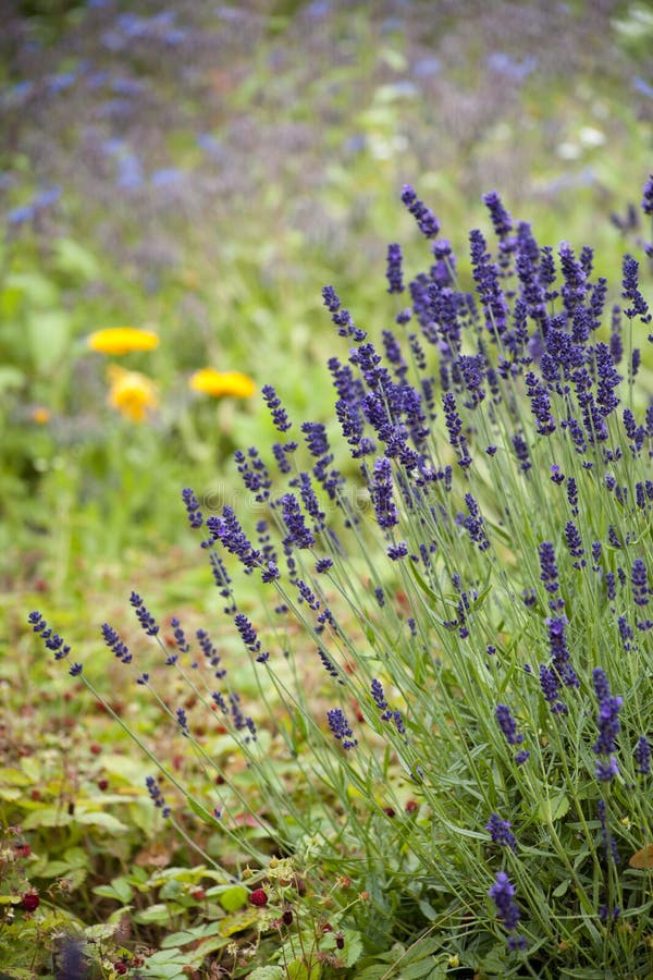 Edible and Medicinal Garden with Blooming Lavender - Old Style Sandstone  Architecture in the Background Stock Image - Image of botanical, edible:  209297801