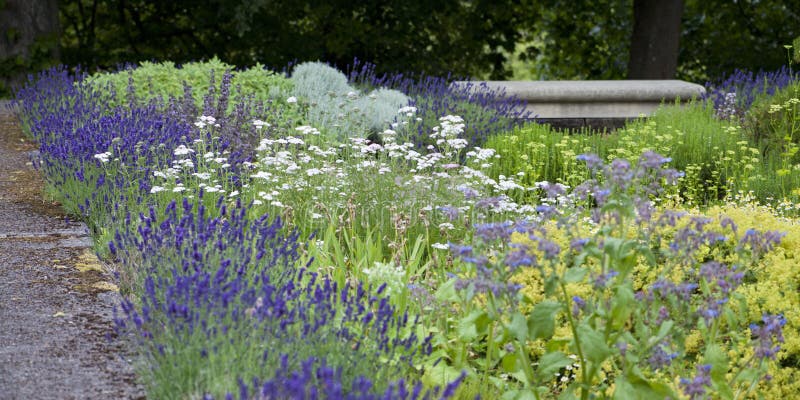 Edible and Medicinal Garden with Blooming Lavender - Old Style Sandstone  Architecture in the Background Stock Image - Image of botanical, edible:  209297801