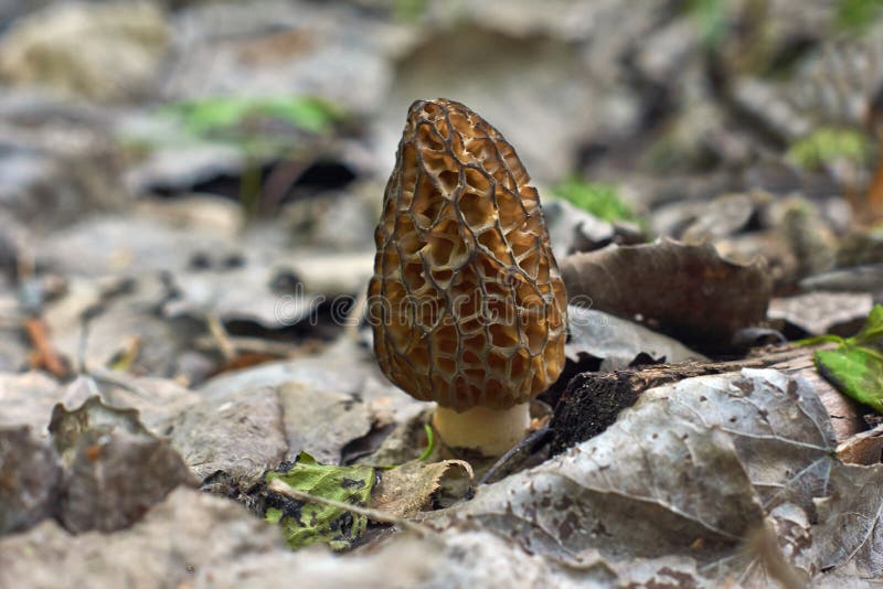 Edible Morel Mushrooms in the Spring Forest. Stock Photo Image of