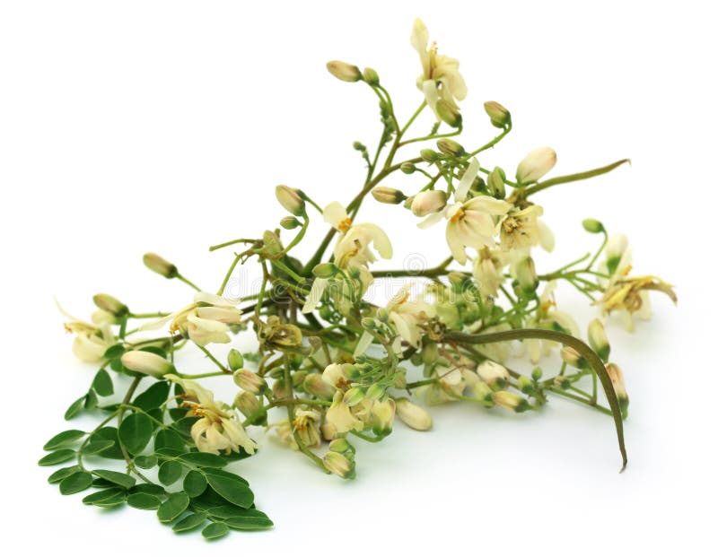 Edible Moringa Flower with Green Leaves Stock Image Image of fresh