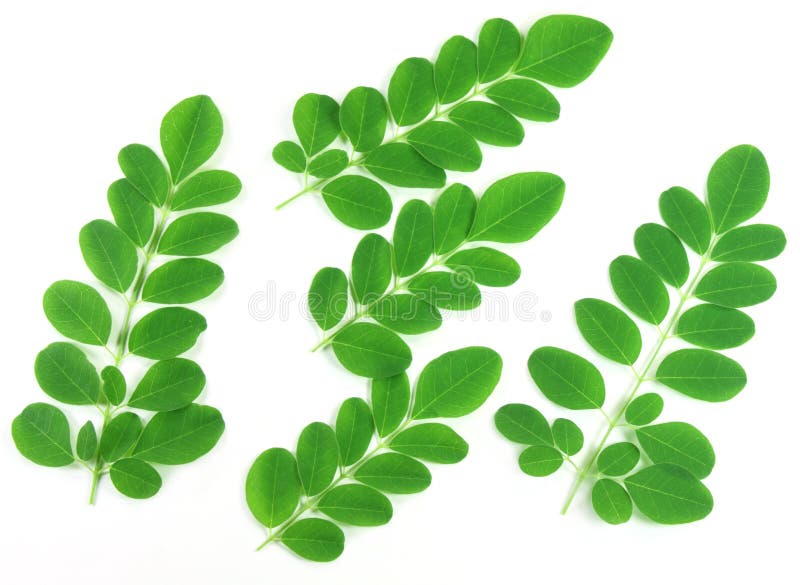 Edible moringa flower stock image. Image of marango, herbal 39760625