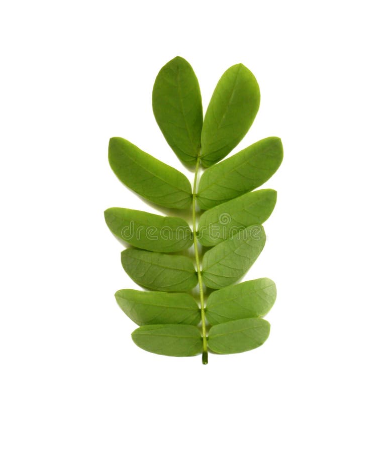 Edible moringa flower stock image. Image of marango, herbal 39760625