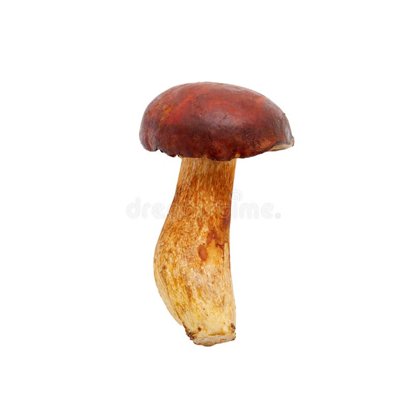 Redcapped Scaber Stalk Isolated Stock Photo Image of mushroom