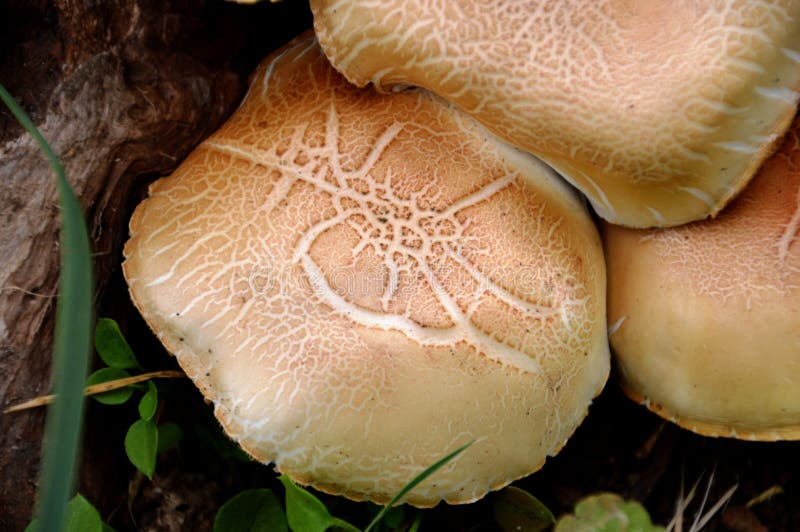 Edible Mushroom, Mushroom, Agaricaceae, Medicinal Mushroom Picture. Image 134104447
