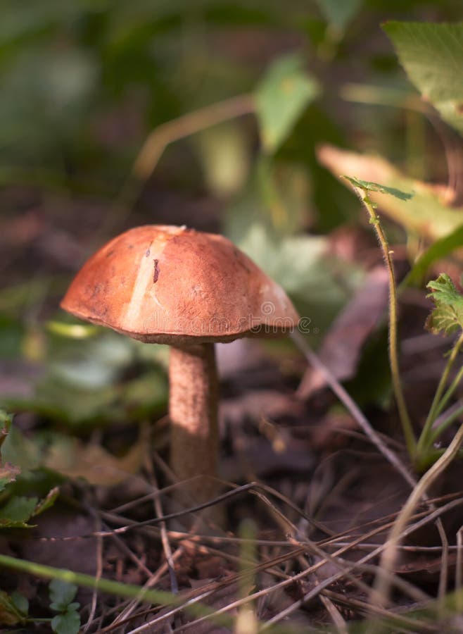 Edible Mushroom (browncap Boletus) Stock Image Image of forest, foliage 11492219