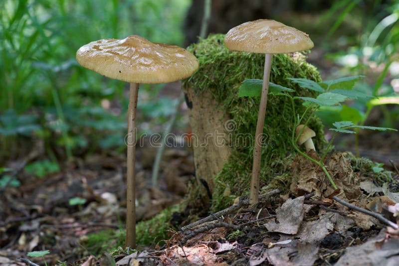 Edible mushroom Hymenopellis radicata in the birch forest. Known as deep root mushroom or rooting shank.