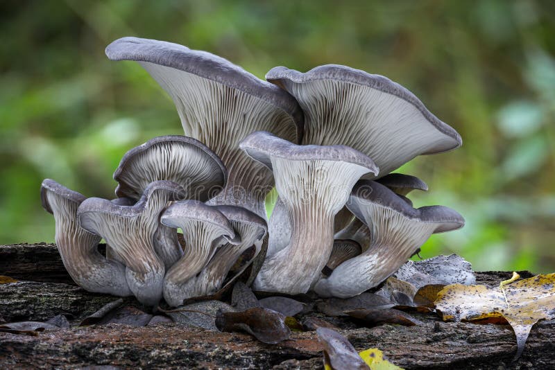 Edible mushroom Pleurotus ostreatus known as oyster mushroom on old tree stem