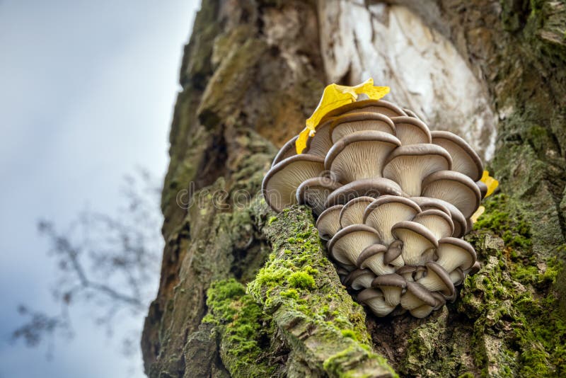 Edible mushroom Pleurotus ostreatus known as oyster mushroom. On old tree stem - detail of autumn landscape. Czech Republic, Europe