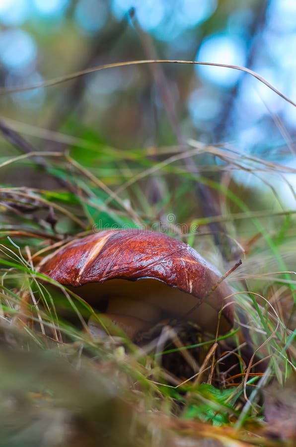Edible Mushroom Slippery Jack Covered with Dry Pine Needles Stock Image