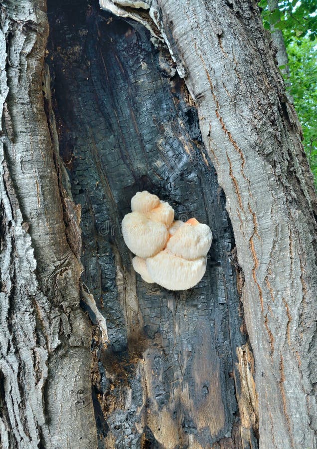 Edible mushroom on tree 1 stock photo. Image of closeup 174291004