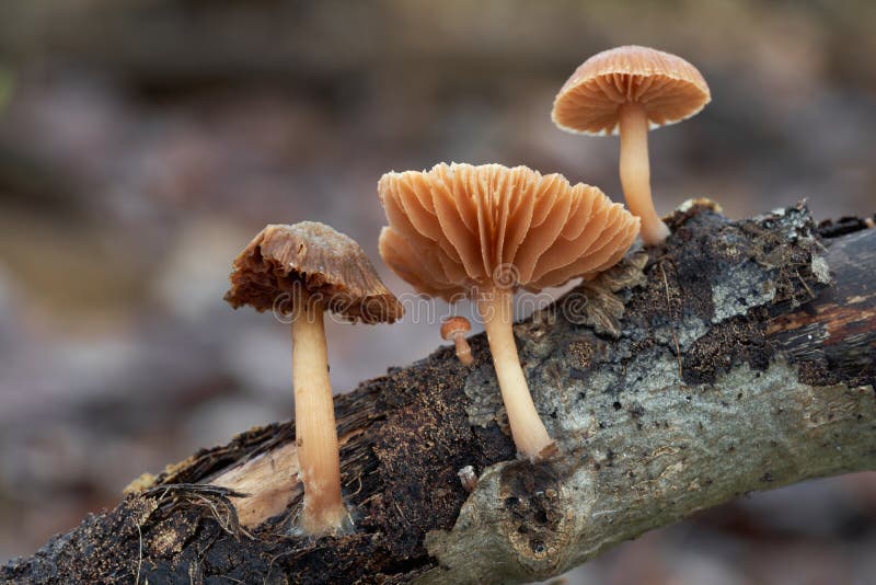 Edible mushroom Tubaria furfuracea in the floodplain forest.