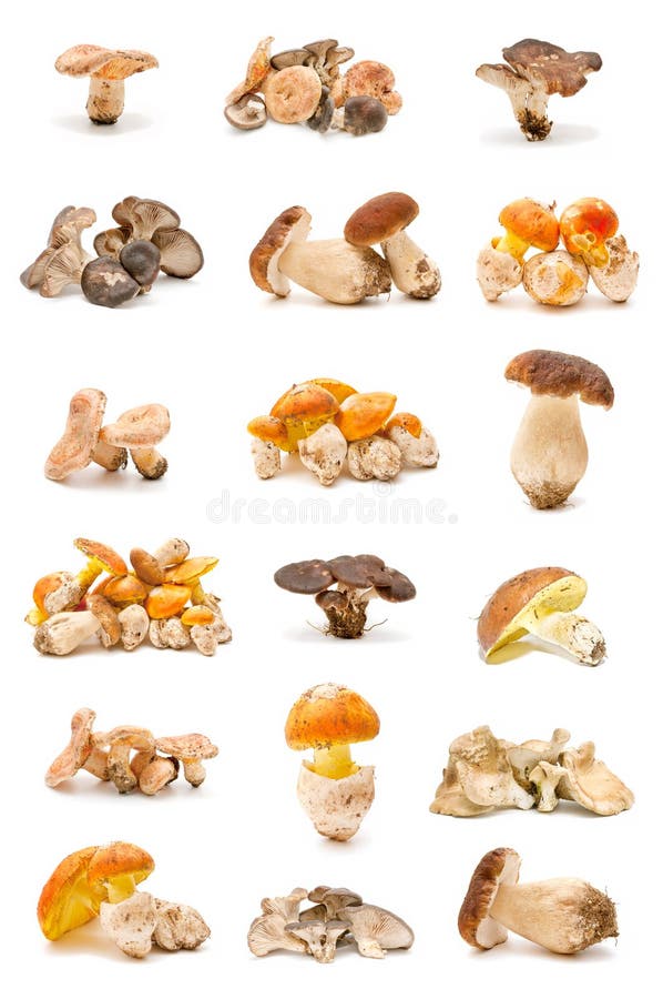 Edible mushrooms