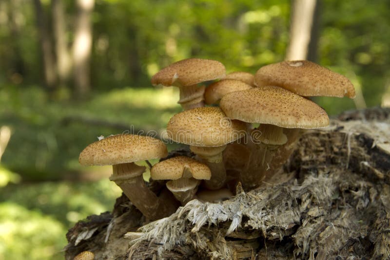 Edible mushrooms in the forest