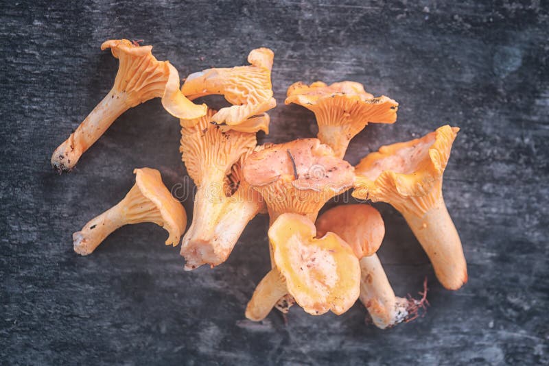 Edible mushrooms freshly picked in the forest on the background of an old wooden table top view. Craterellus lateritius