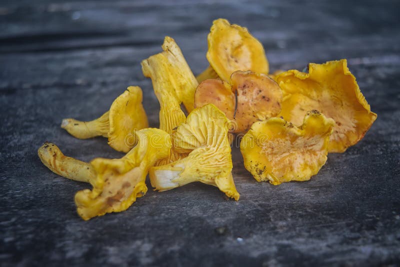 Edible mushrooms freshly picked in the forest on the background of an old wooden table top view. Craterellus lateritius