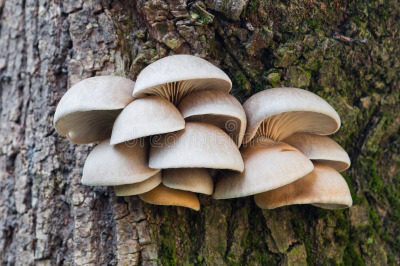 Edible mushrooms of oyster mushroom Pleurotus ostreatus grows on a tree