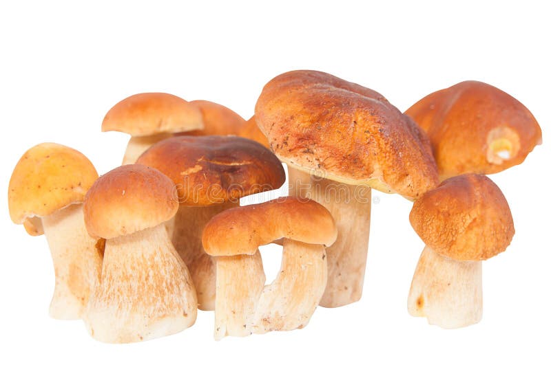Edible Mushrooms Porcini on a White Background Stock Image Image of