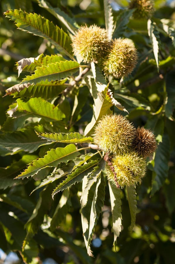 Edible Nuts of Chestnut Tree Stock Image Image of tree, thorn 87858525