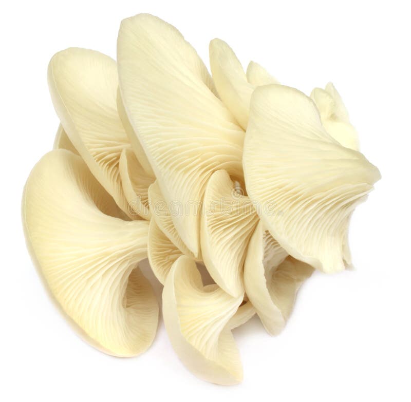 Close up of edible oyster mushroom over white background
