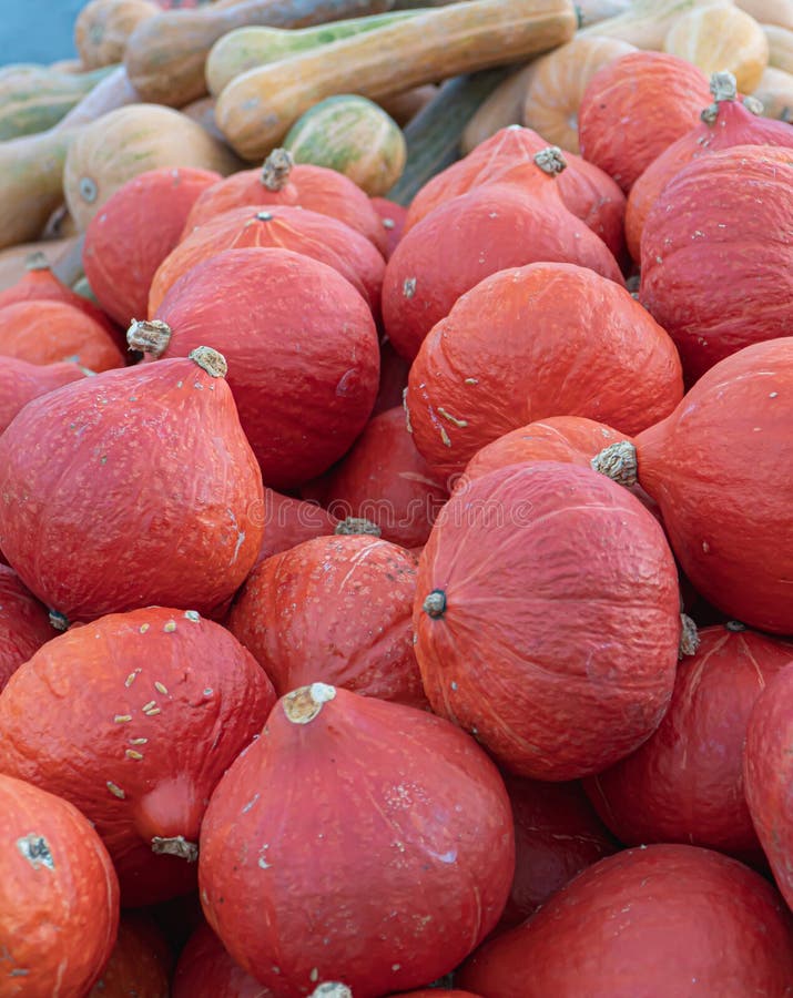 Edible Pumpkins and Squash Stacked Stock Photo Image of farm, gourds