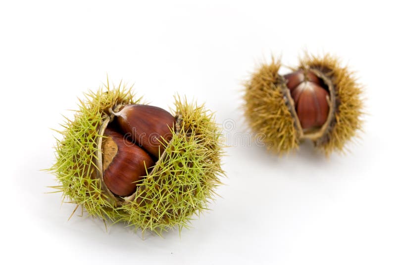 Edible, ripe chestnuts - isolated on white backgro