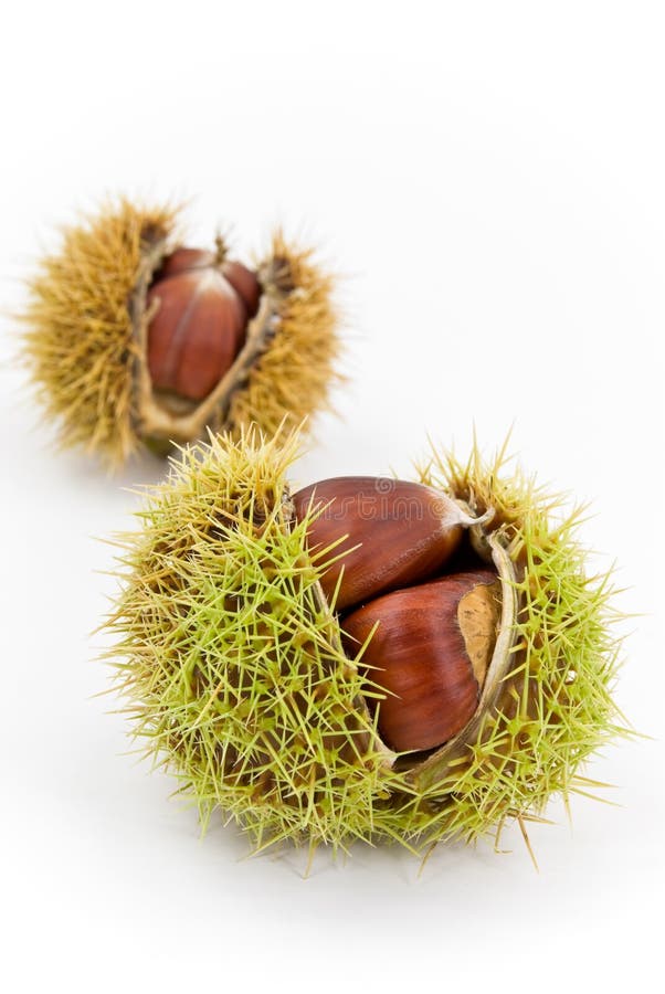 Edible, ripe chestnuts - isolated on white backgro