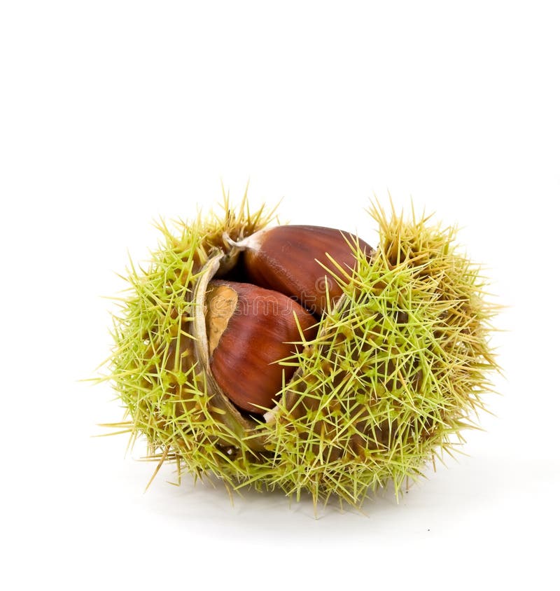 Edible, ripe chestnuts - isolated on white backgro