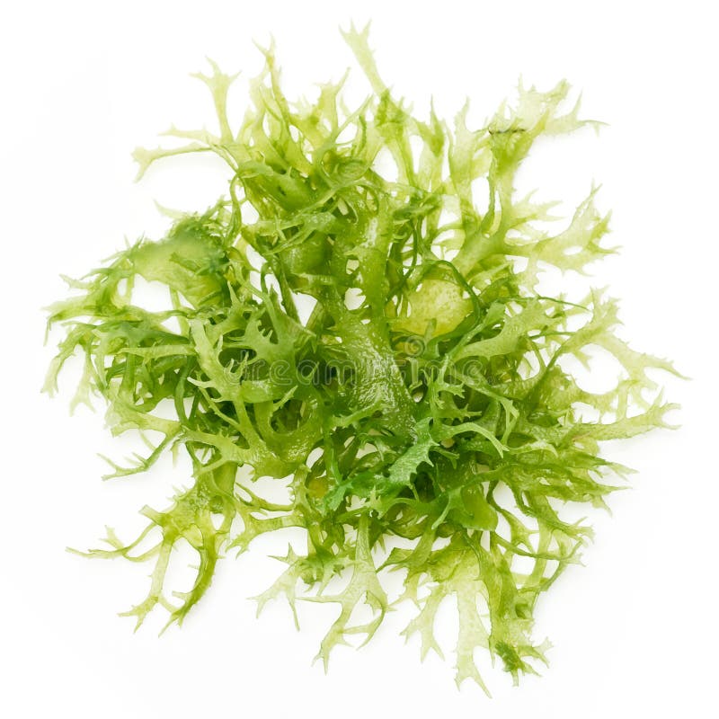 Edible seaweed salad stock image. Image of slippery, nutritious 14749787