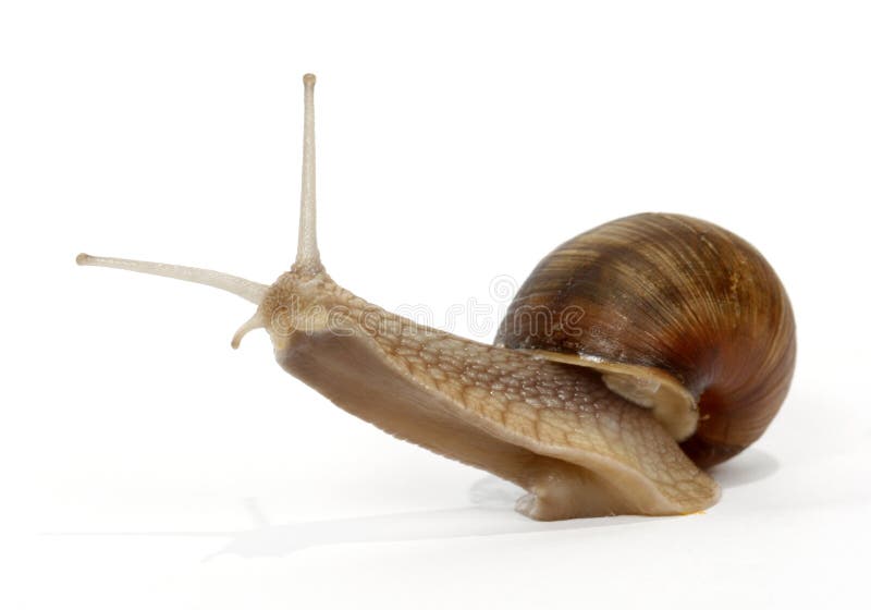 Edible snail