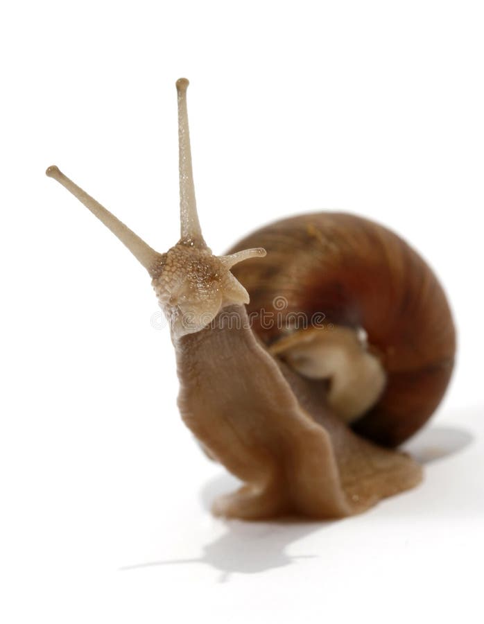 Edible snail