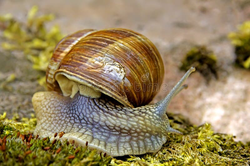  Edible molluscs  stock image Image of macro philippinarum 