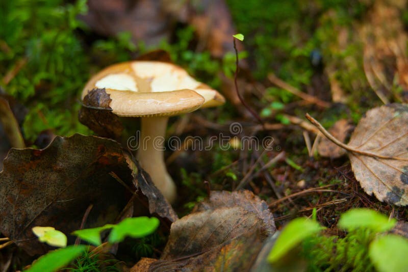 Edible Wild Mushroom Grows in Forest Stock Photo Image of mushrooms