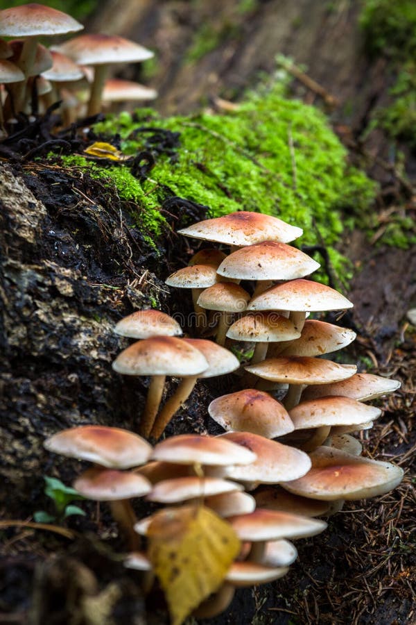 Edible wild mushrooms