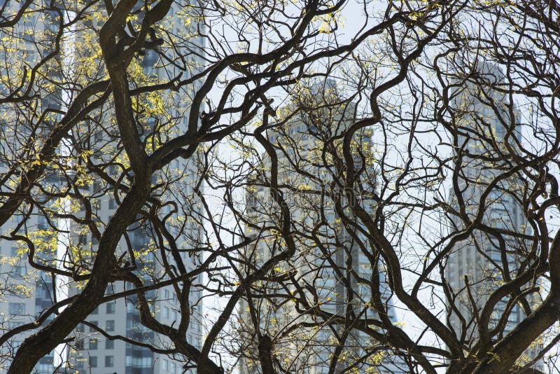 Edifici moderni grazie a rami arboricati fotografia stock Edifici moderni grazie a rami arboricati fotografia stock
