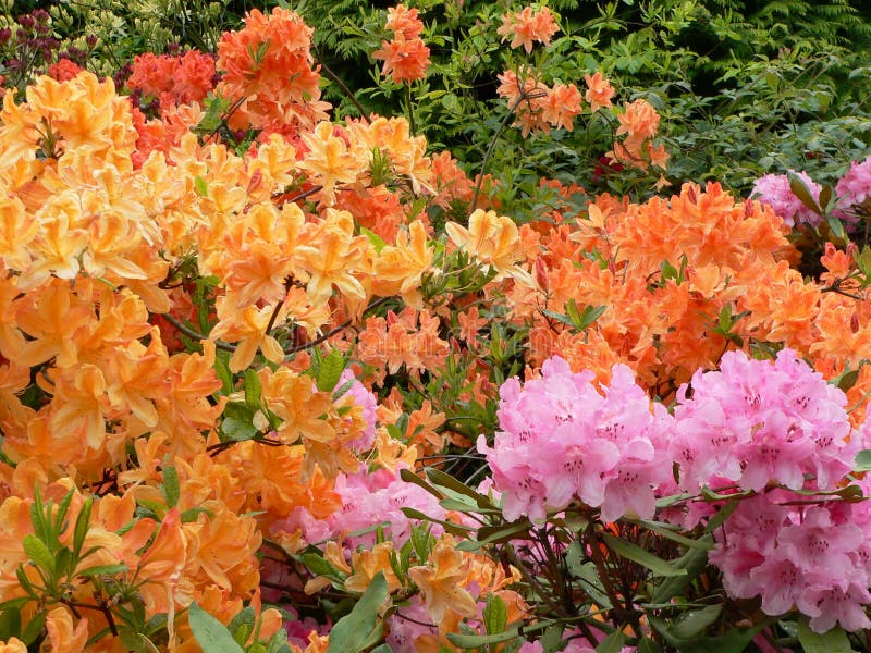 Edinburgh Rhododendron 2