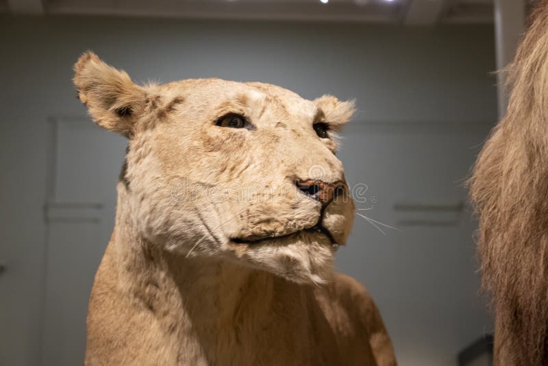 Edinburgh Scotland England. El Museo Nacional De Escocia De Edinburgh. Exposiciones . Figuras Animales. León Foto editorial - Imagen de potencia, herencia: 233937701 Edinburgh Scotland England. El Museo Nacional De Escocia De Edinburgh. Exposiciones . Figuras Animales. León Foto editorial - Imagen de potencia, herencia: 233937701