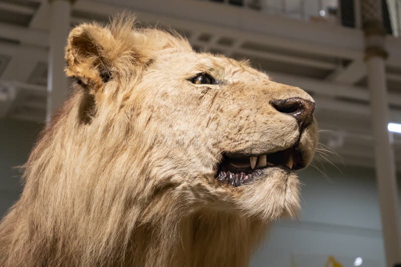 Edinburgh Scotland England. El Museo Nacional De Escocia De Edinburgh. Exposiciones . Figuras Animales. León Fotografía editorial - Imagen de reino, europa: 233937847 Edinburgh Scotland England. El Museo Nacional De Escocia De Edinburgh. Exposiciones . Figuras Animales. León Fotografía editorial - Imagen de reino, europa: 233937847