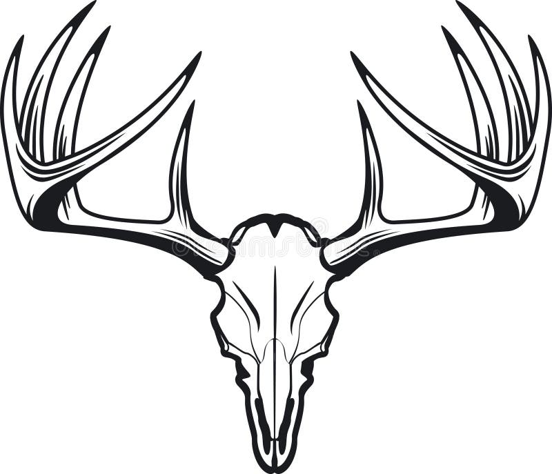 Whitetail Deer Head stock vector. Illustration of head - 43436427