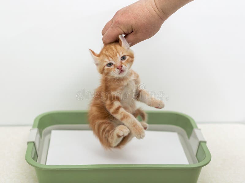 Man's hand holding a kitten in the cat litter. Man's hand holding a kitten in the cat litter