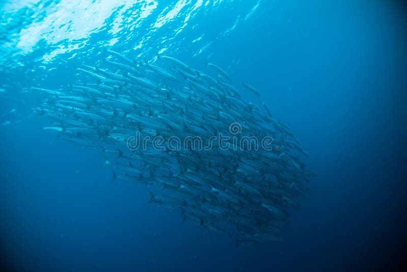 Educando peixes sob a barracuda azul do mergulhador do mergulho autônomo de Indonésia do oceano imagem de stock Educando peixes sob a barracuda azul do mergulhador do mergulho autônomo de Indonésia do oceano imagem de stock