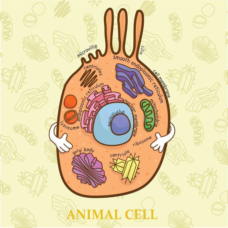 Education chart of biology for animal cell diagram vector illustration