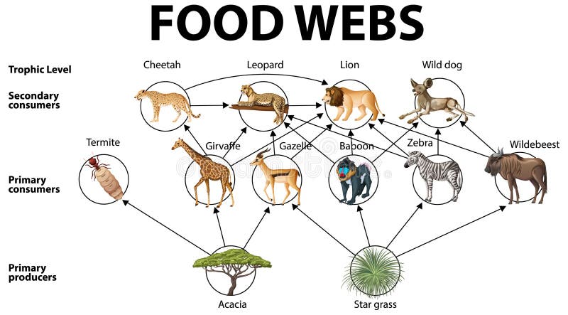 Education Poster of Biology for Food Webs Diagram Stock Vector - Illustration of educational, carnivore: 212850280 Education Poster of Biology for Food Webs Diagram Stock Vector - Illustration of educational, carnivore: 212850280